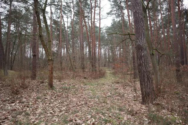 04_Biesenthal_Kruwerk_Wald